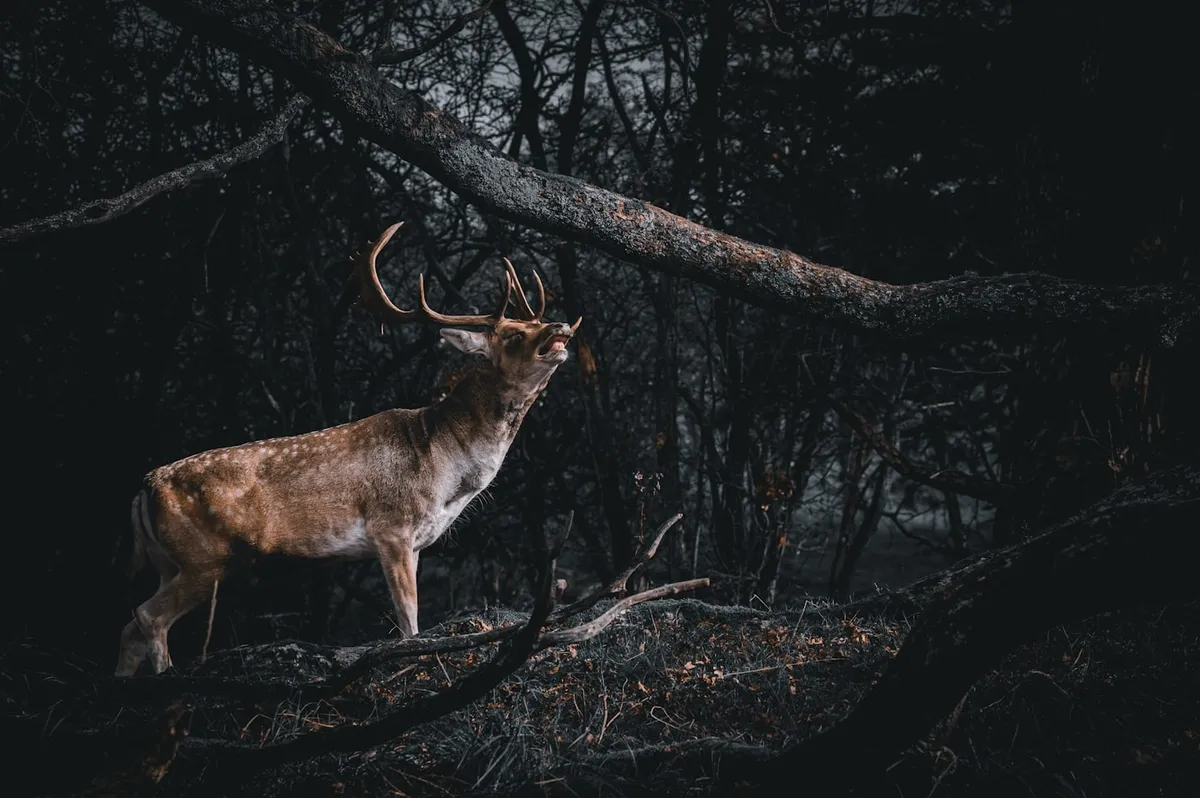 A deer in the forest, symbol of clarity and direction